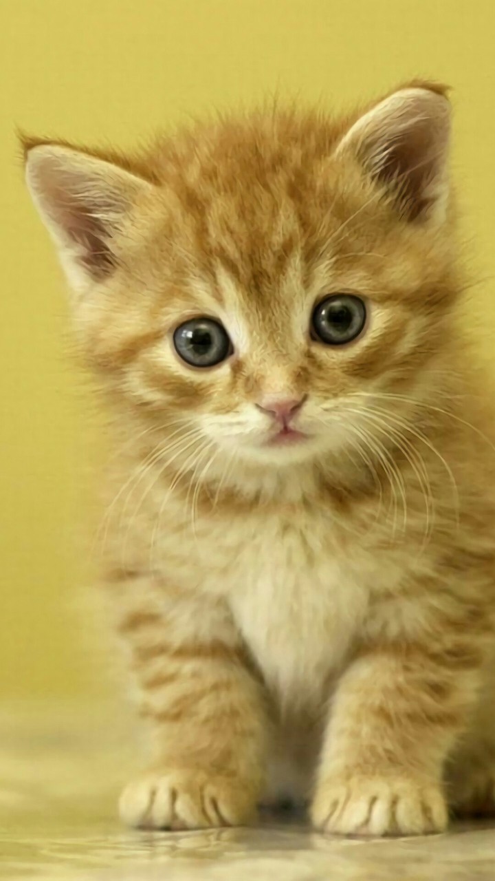 Cute Cat