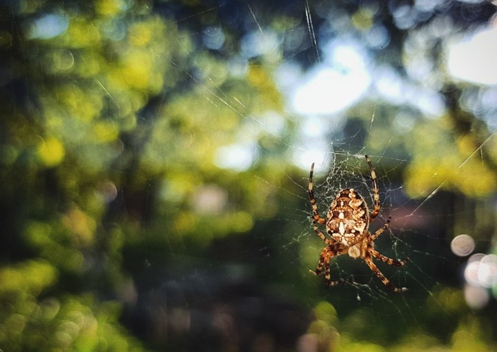 Spider