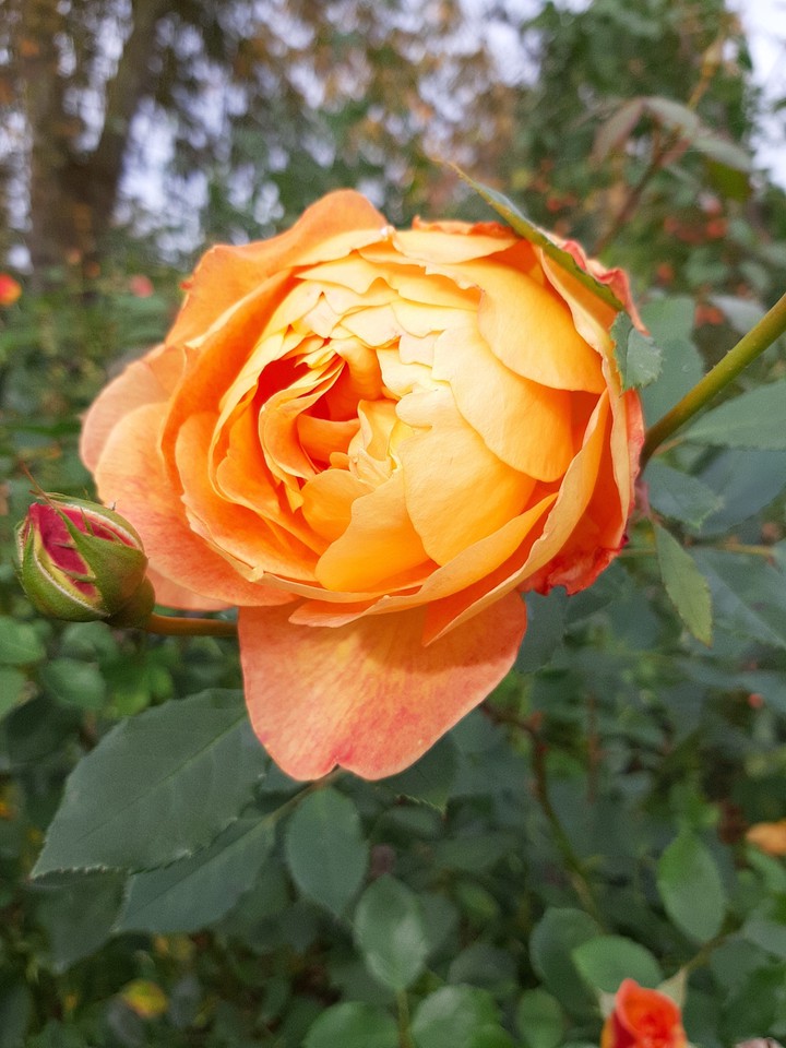 rose