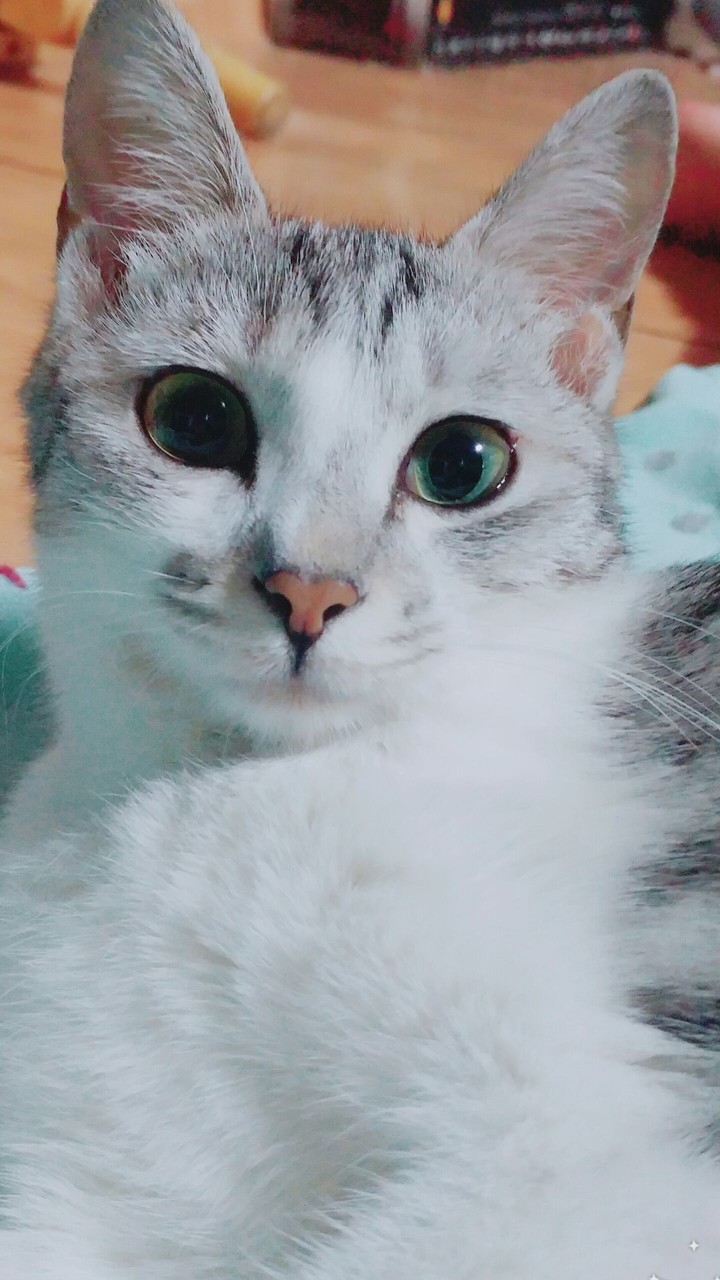 왜그러냥