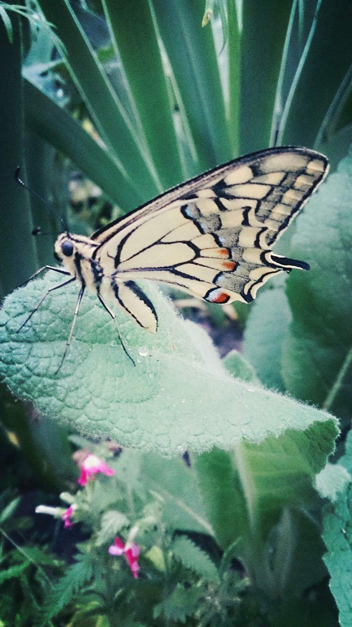 Swallowtail butterfly
