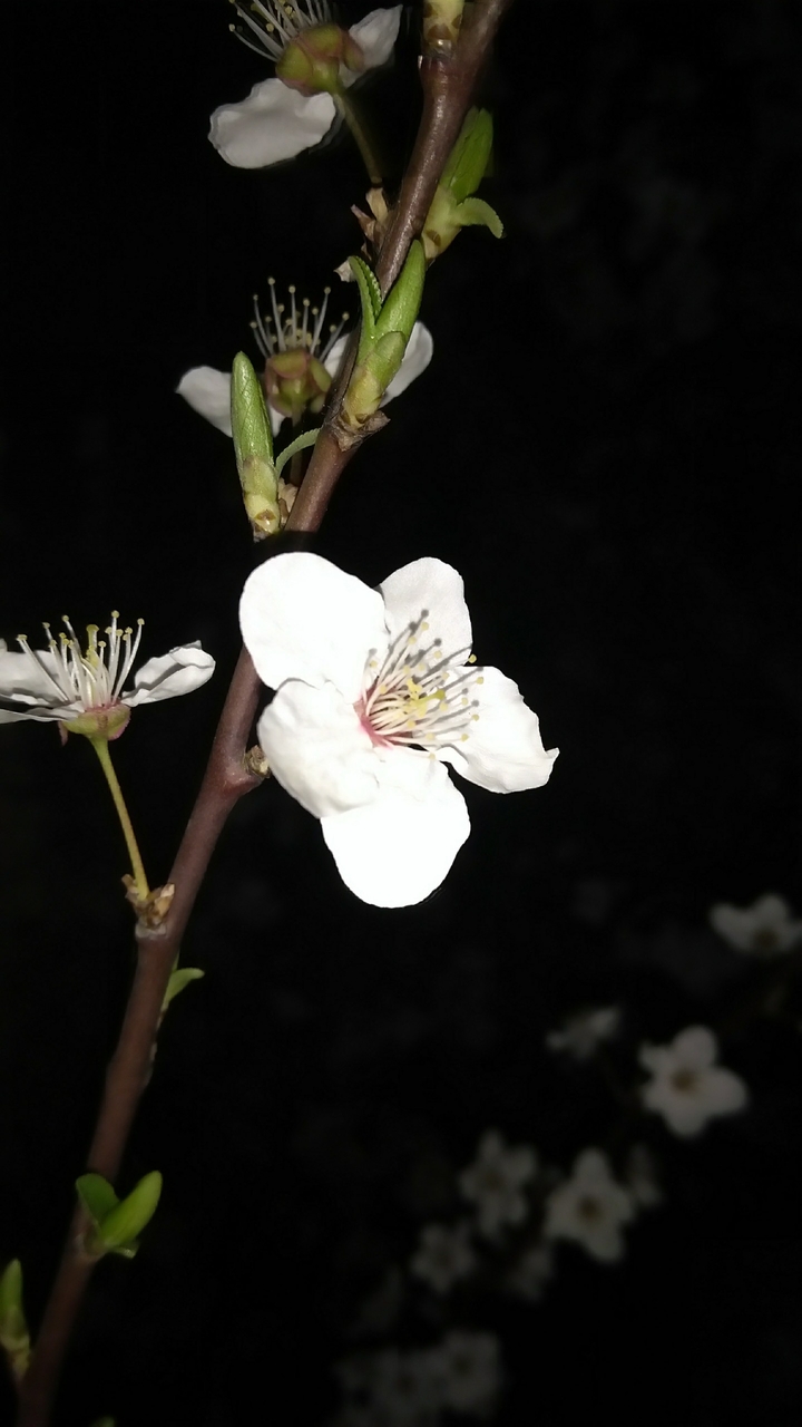 Flower :)