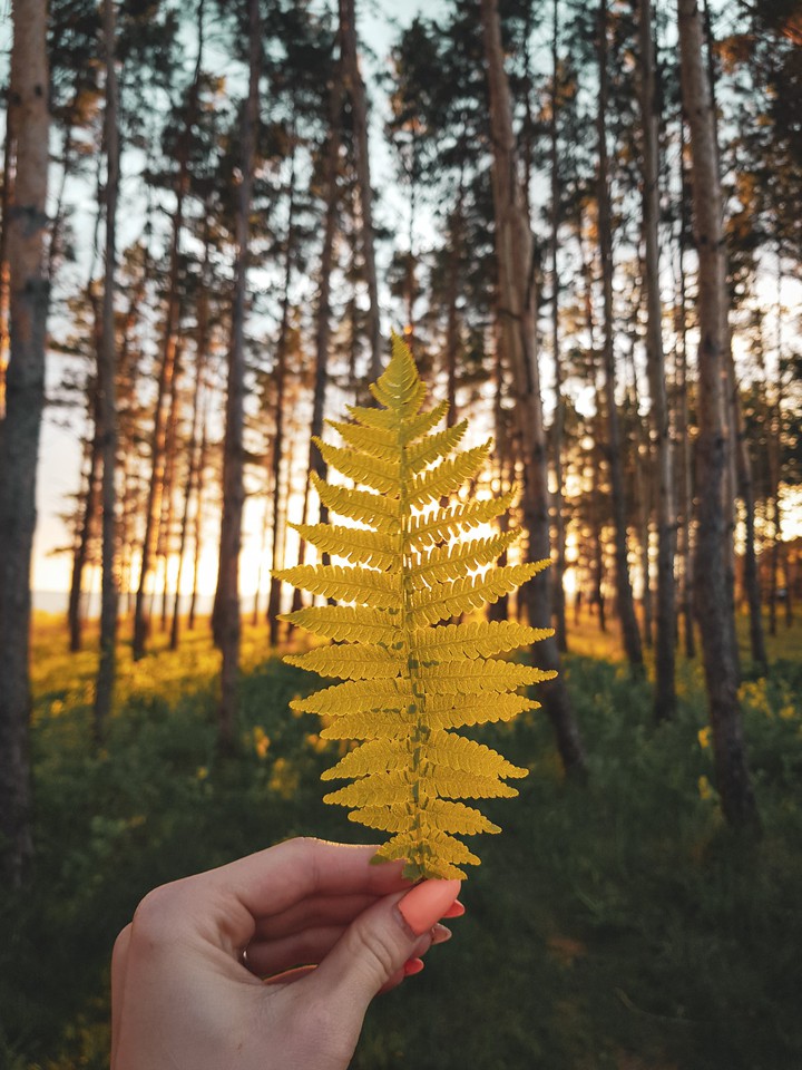 when the fern blooms