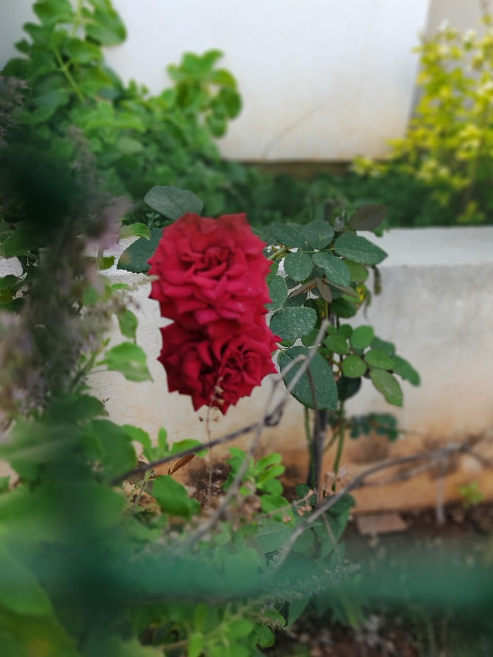 Rose ?