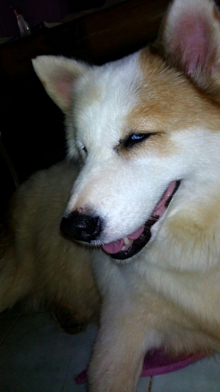 #smile #dog #pet