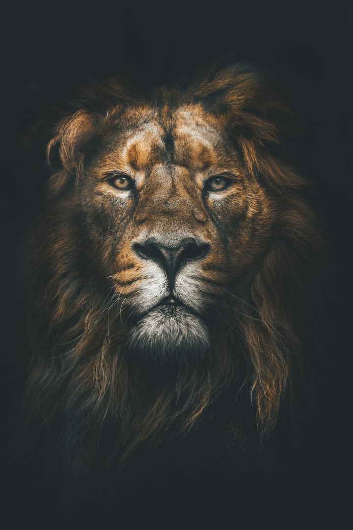 king