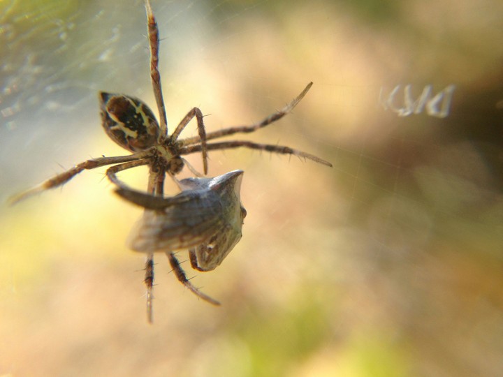 a dinner for spider.