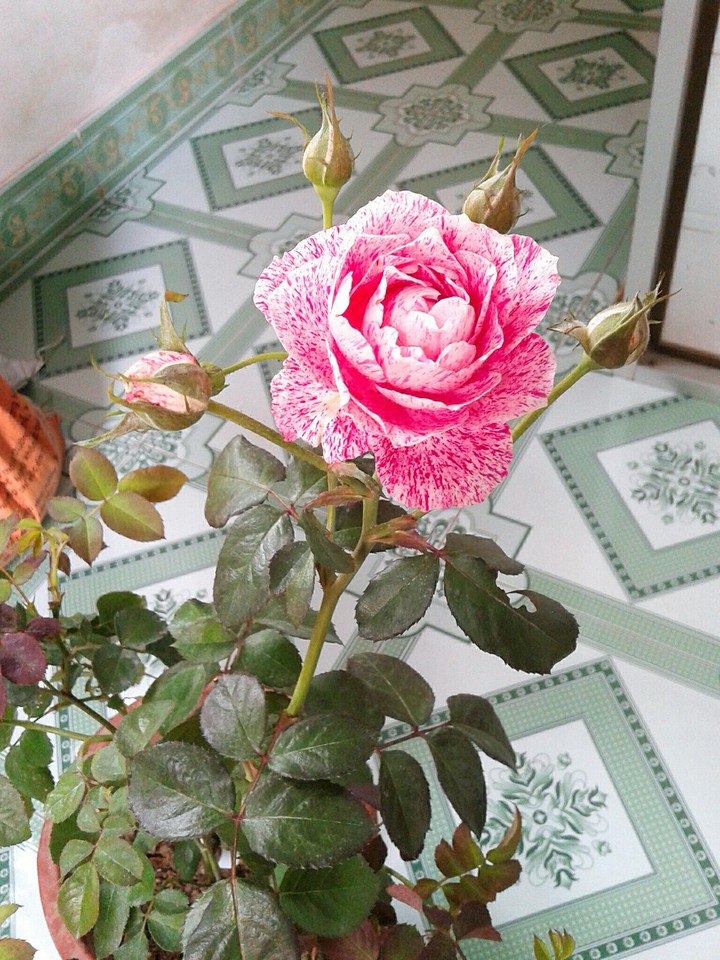 Flower