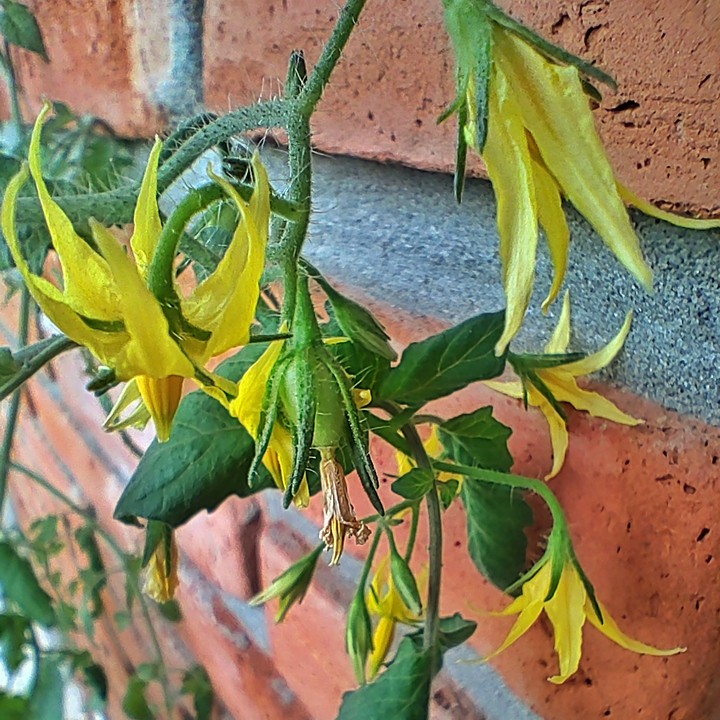 Tomato Flowers