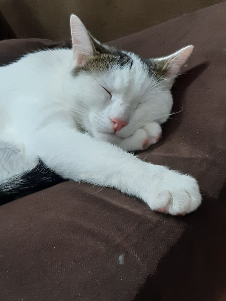 pisha
