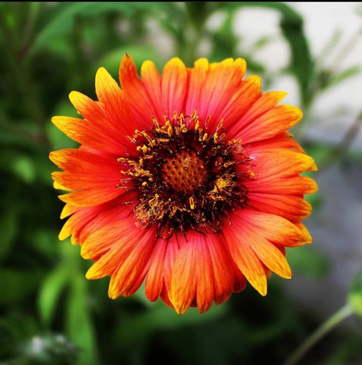 marigold