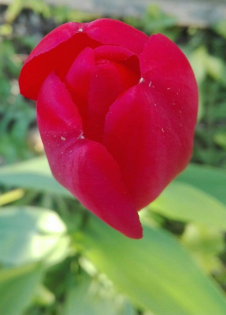 tulipan