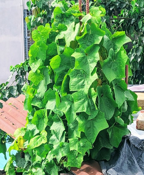 produce, herb háttérképek