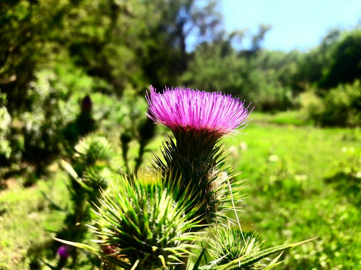 flower