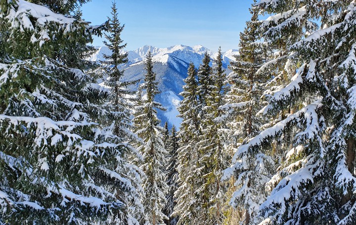 forest
