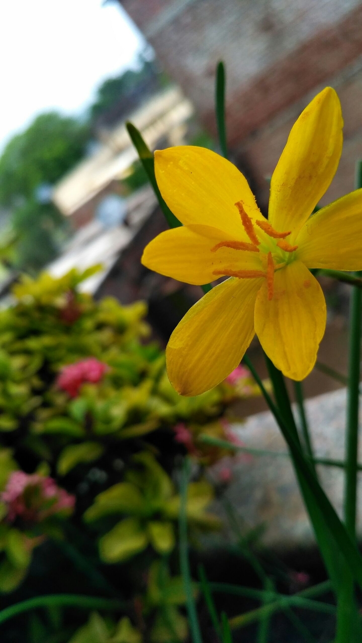 Lily