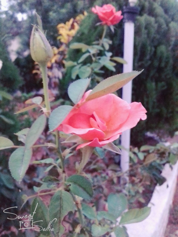 Sweet Rose