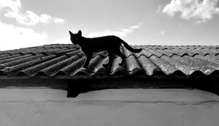 The black cat