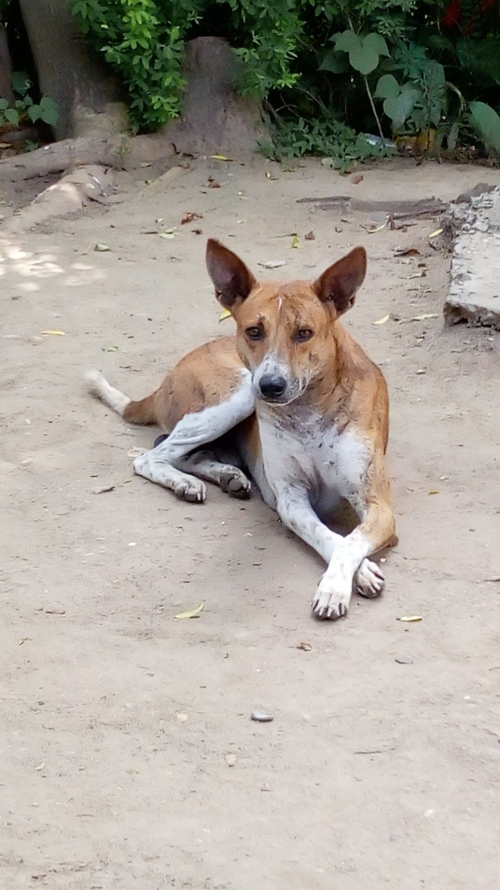INDIAN STREET DOG