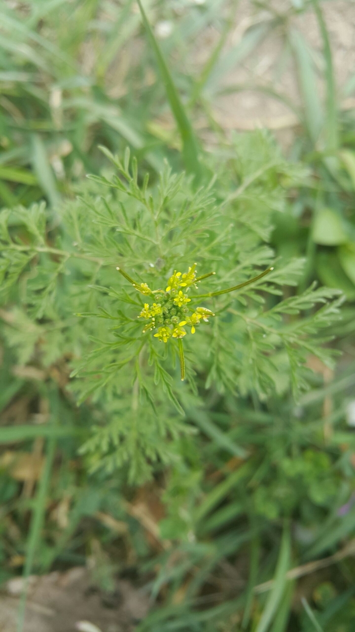 زیبایی