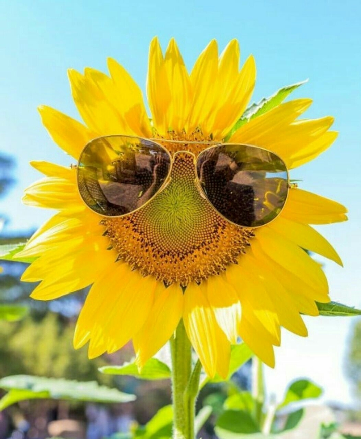 sunflower