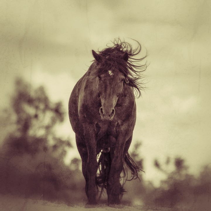 horse in village