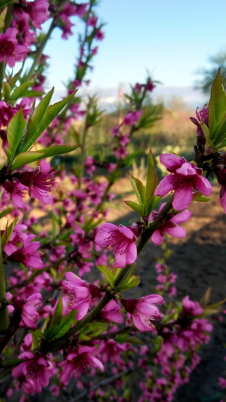 Peach Flowers