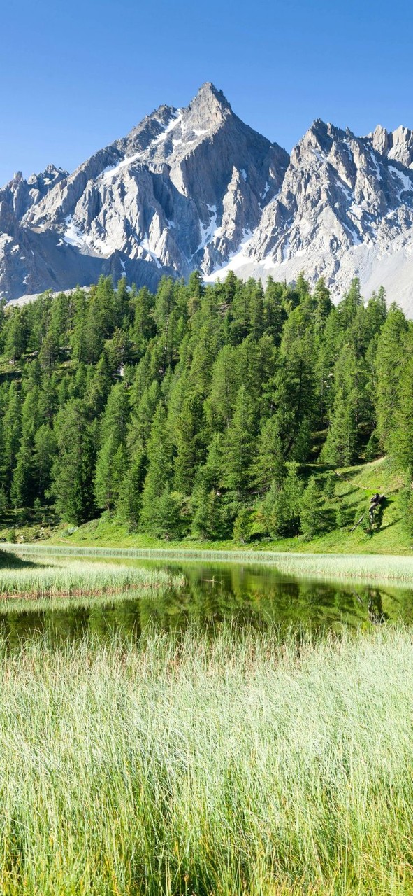 Wilderness, plants duvar kağıtları