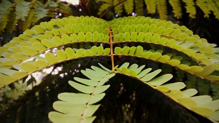 green..