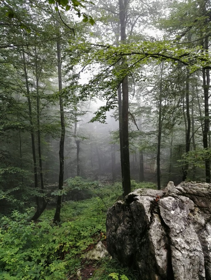 woods