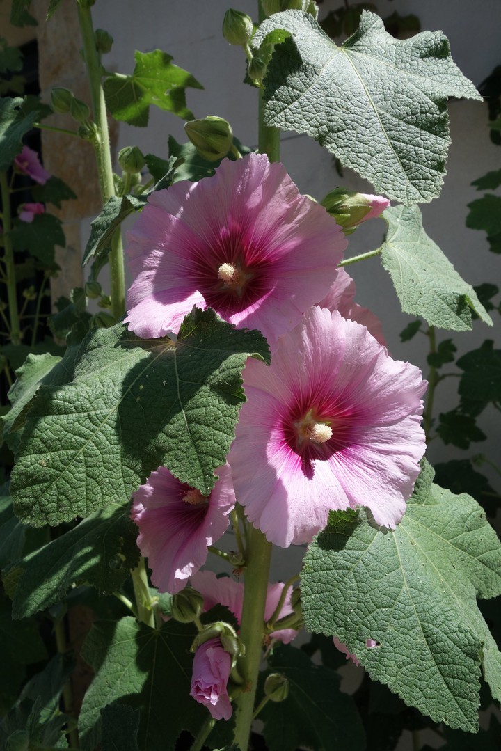 Rose trémière