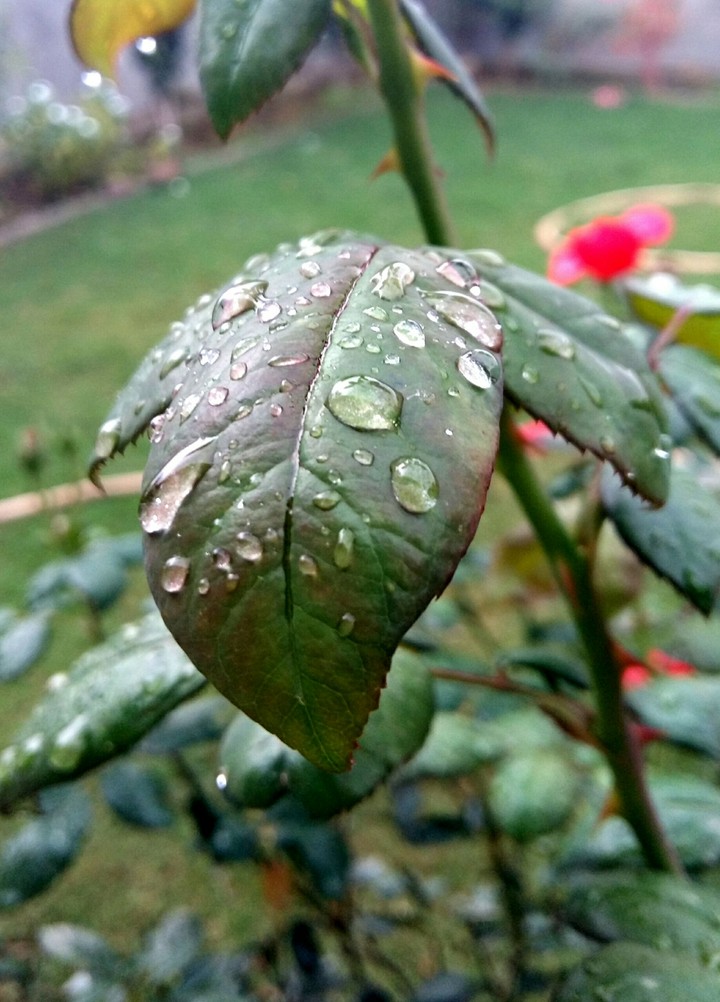 Raindrops on leaf