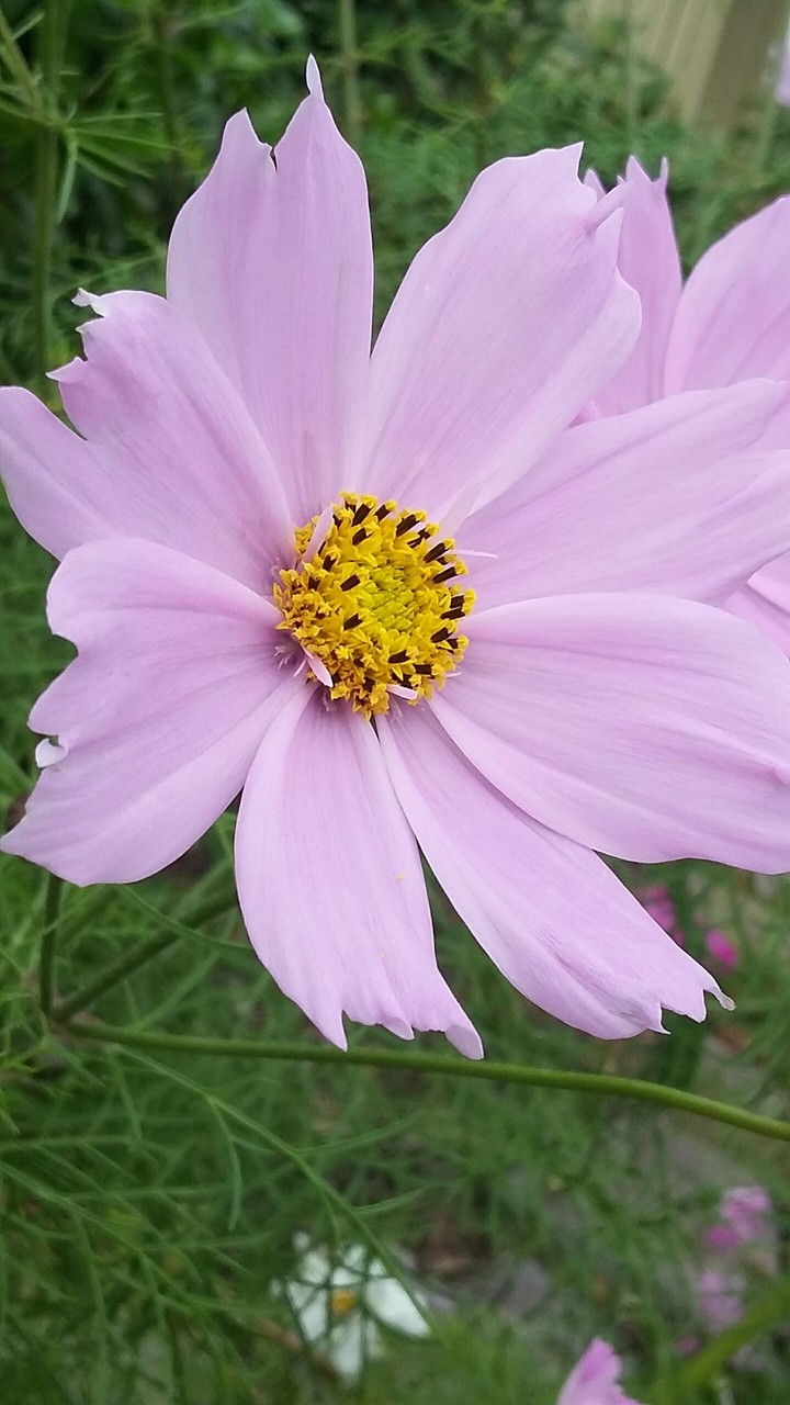 Flower Misunderstood