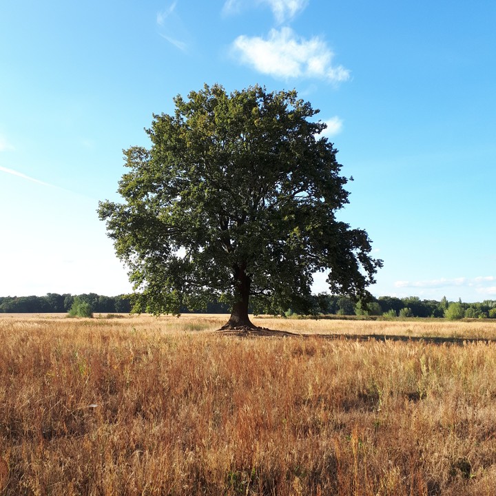 oak