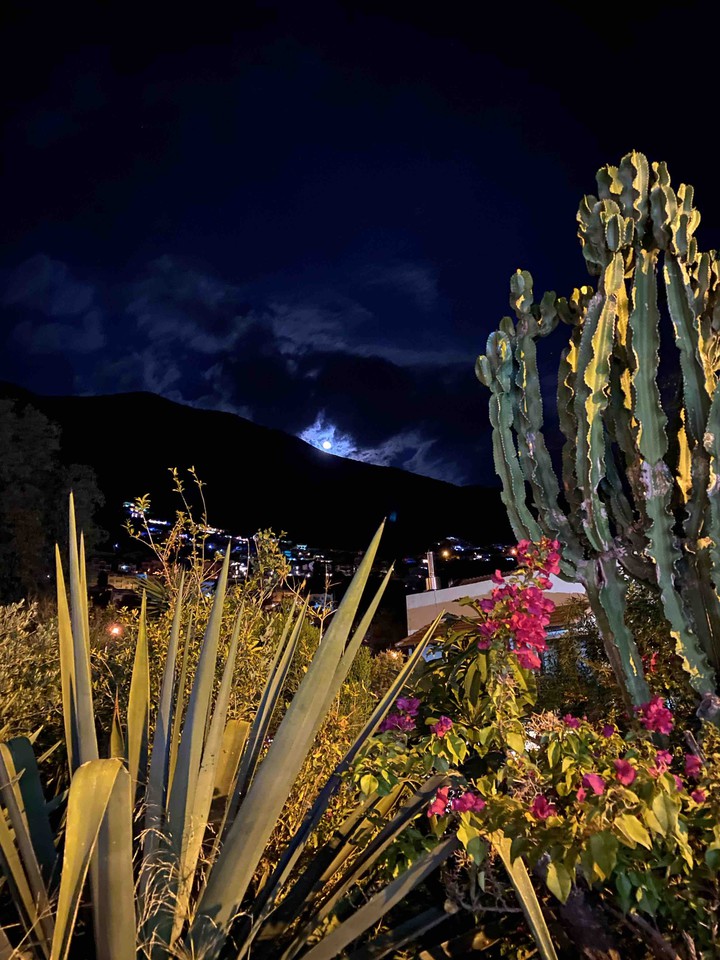 nature by night