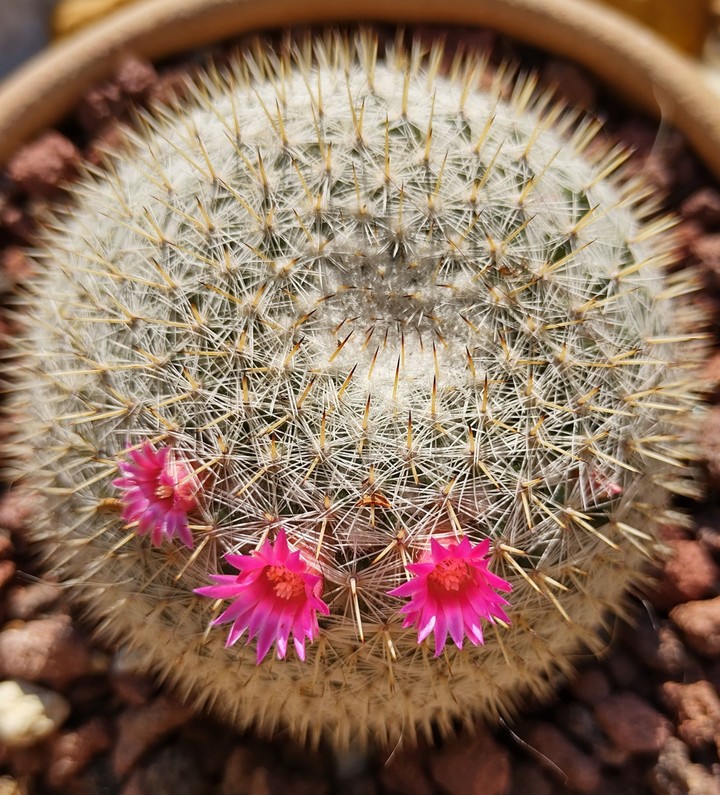 Cactus
