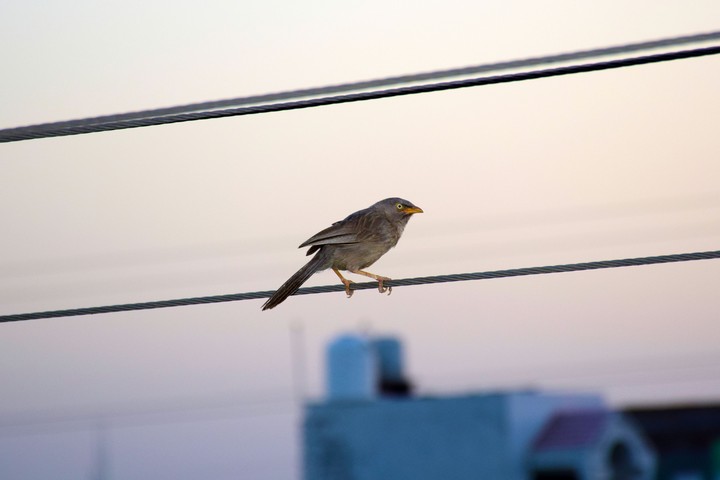 Morning bird expedition