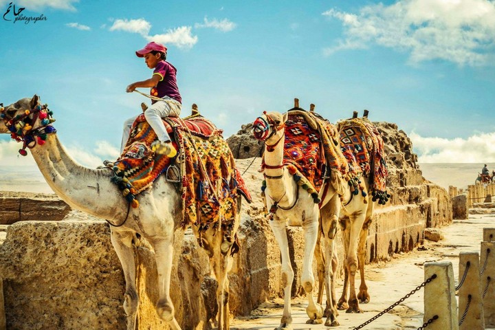 camel safari