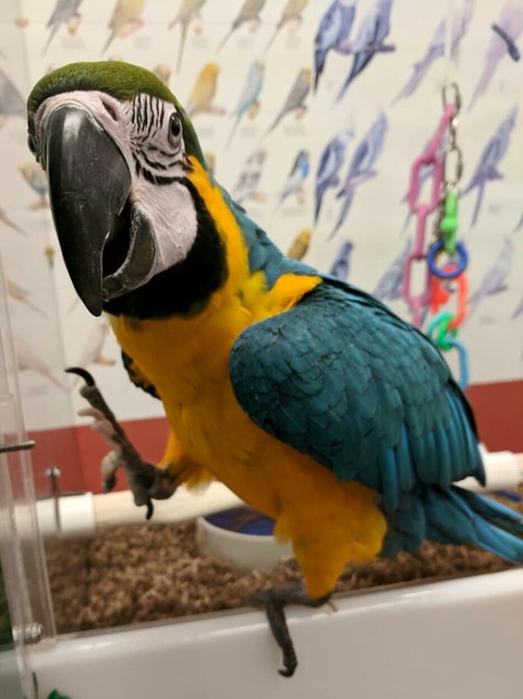 fauna, macaw háttérképek