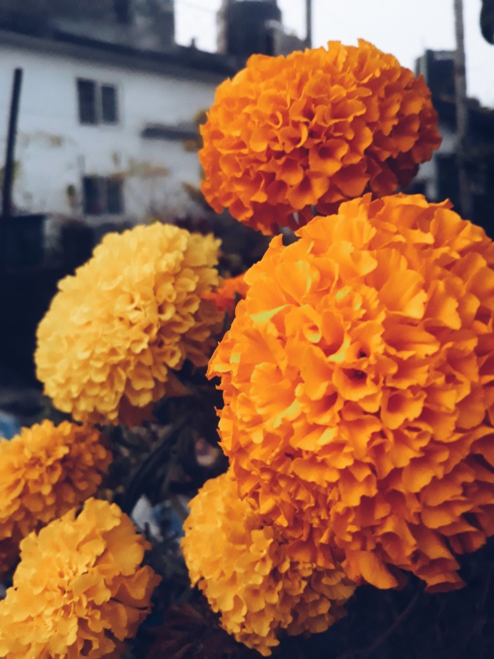 Marigold