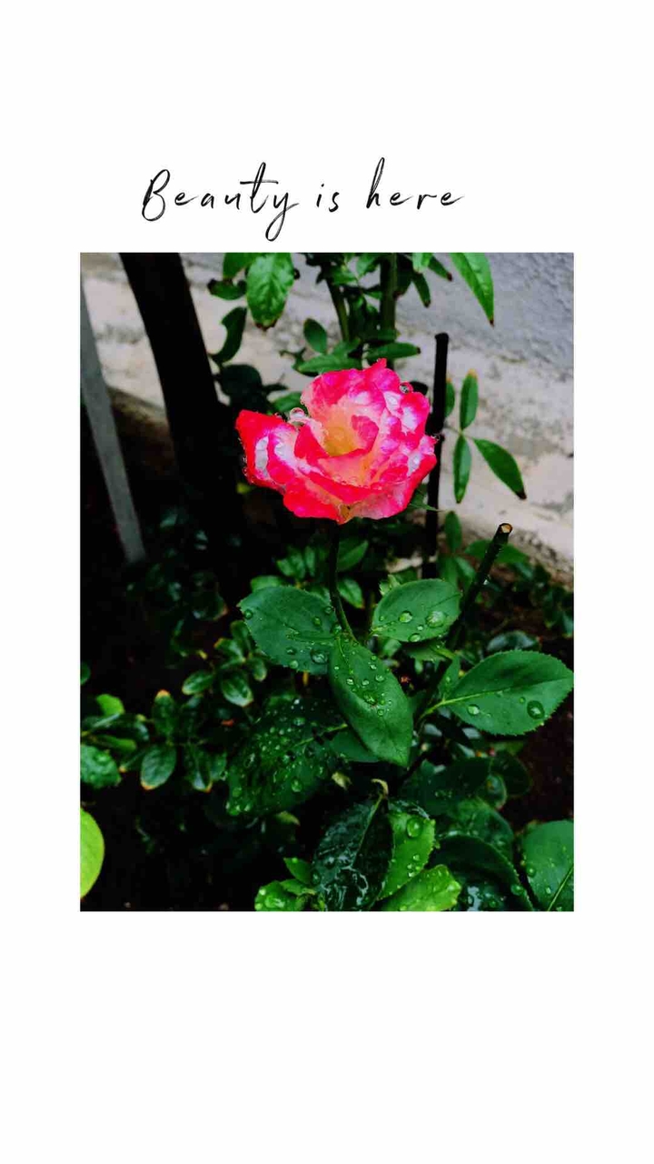 rose