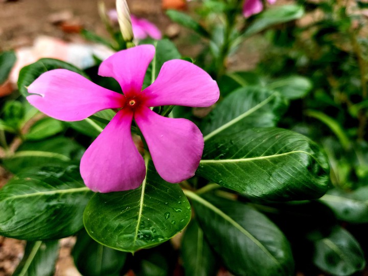 Blossom | Flower