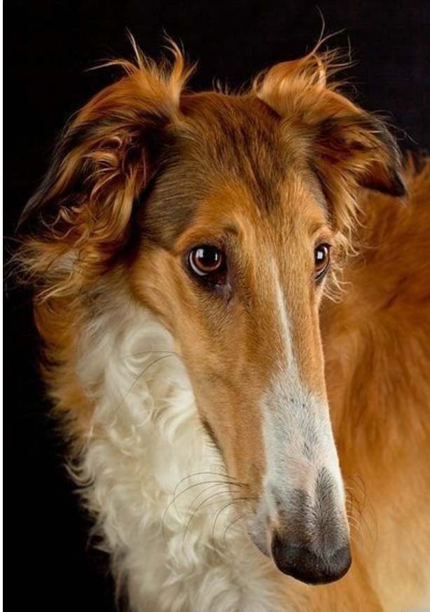 borzoi