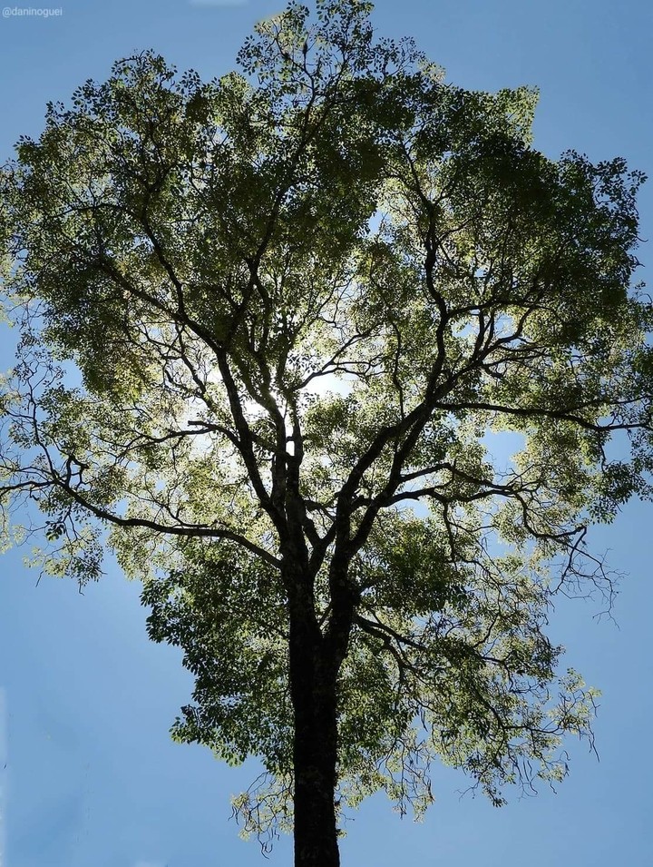heart tree