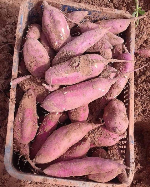 Batatas doce pra vocês meus amores.