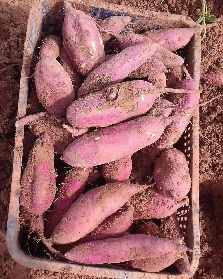 Batatas doce pra vocês meus amores.