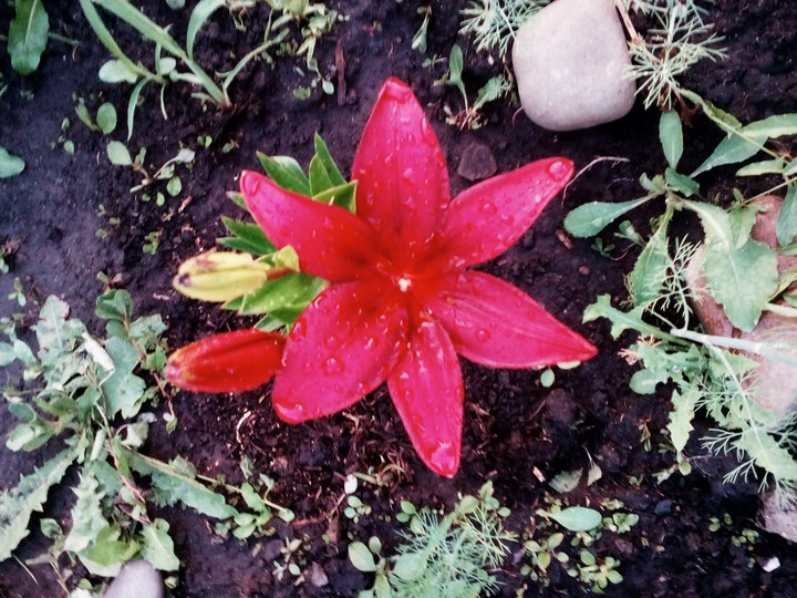 Red lily