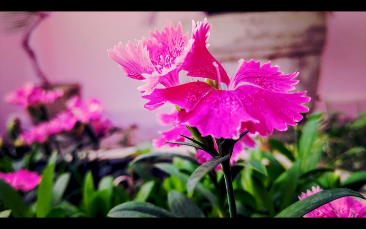 wallpaper for tablets or pc