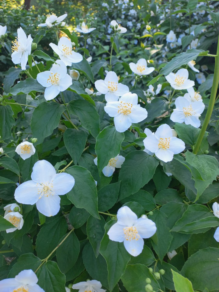 jasmine