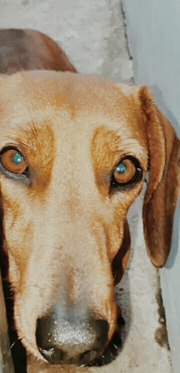 cachorro